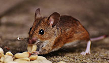24 Hour & Emergency Exterminators in Rockwell, IL